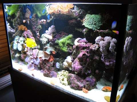 Photo: Mobile aquarium Care